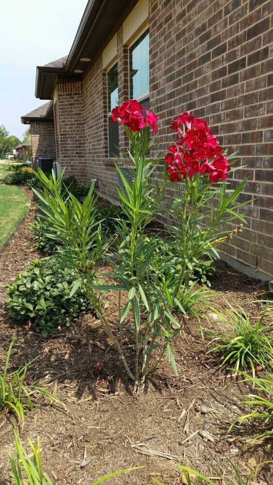 Denton Assisted Living Location-Mayberry Gardens